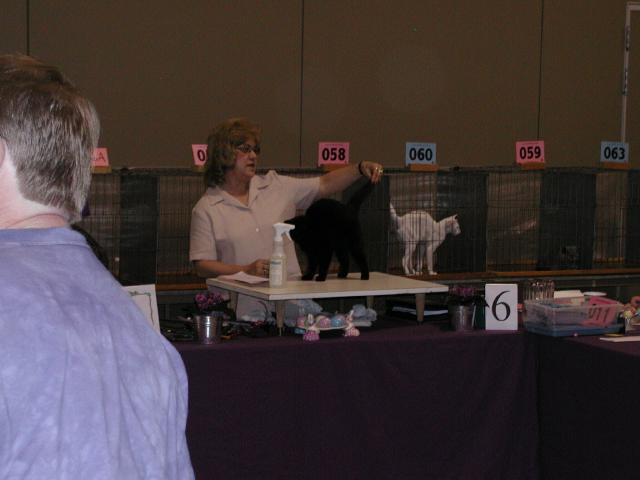 Austin Cat Fanciers 2003 show