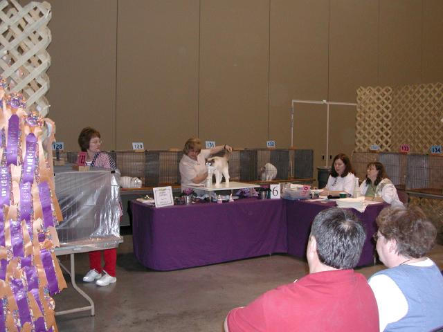 Austin Cat Fanciers 2003 show