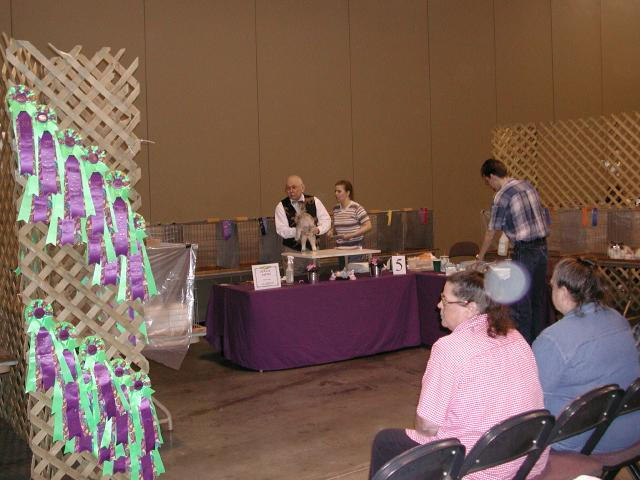 Austin Cat Fanciers 2003 show