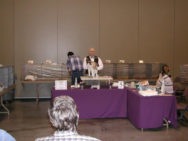 Austin Cat Fanciers 2003 show