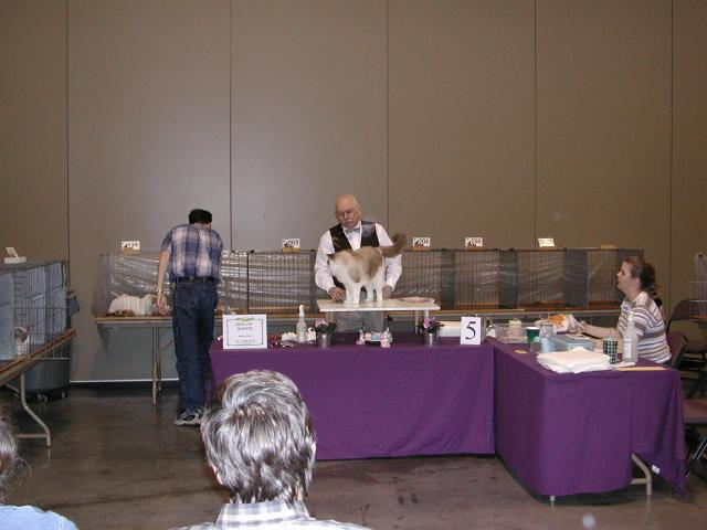 Austin Cat Fanciers 2003 show