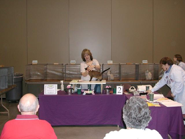 Austin Cat Fanciers 2003 show