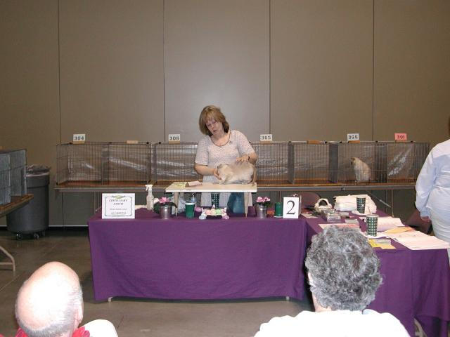 Austin Cat Fanciers 2003 show