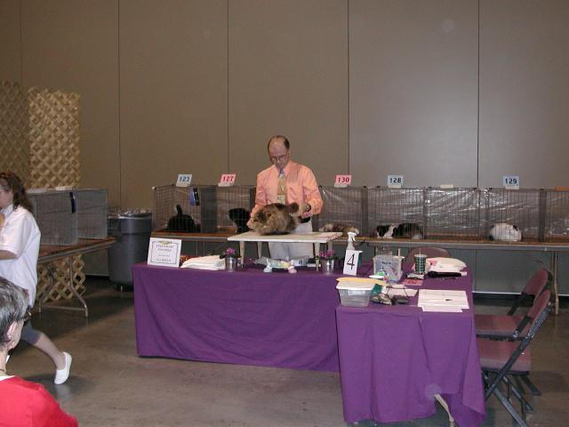 Austin Cat Fanciers 2003 show