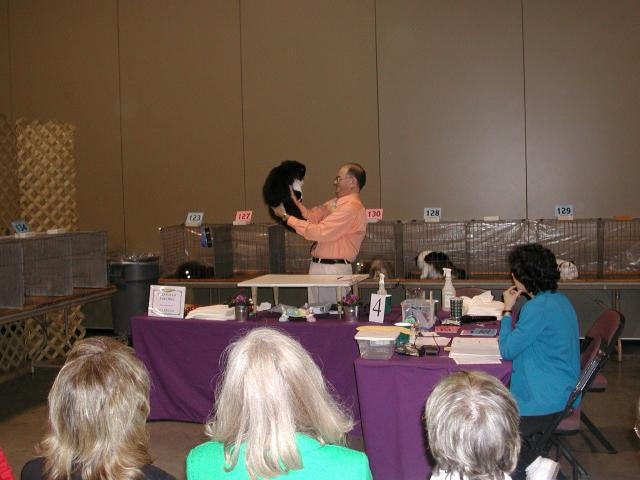 Austin Cat Fanciers 2003 show