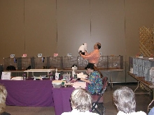 Austin Cat Fanciers 2003 show
