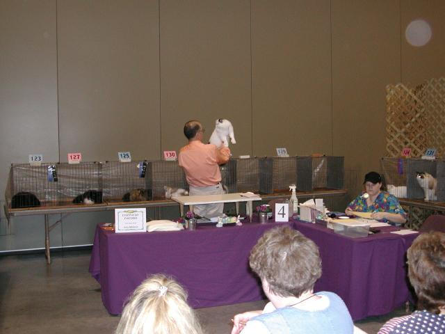Austin Cat Fanciers 2003 show