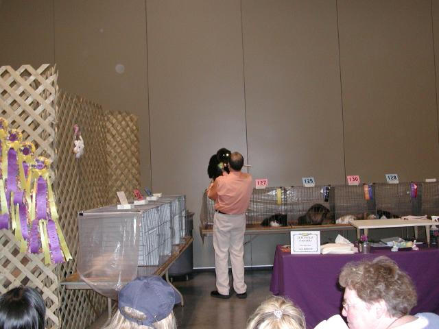 Austin Cat Fanciers 2003 show