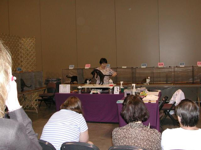 Austin Cat Fanciers 2003 show