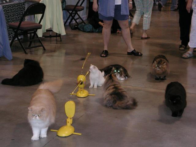 Austin Cat Fanciers 2003 show