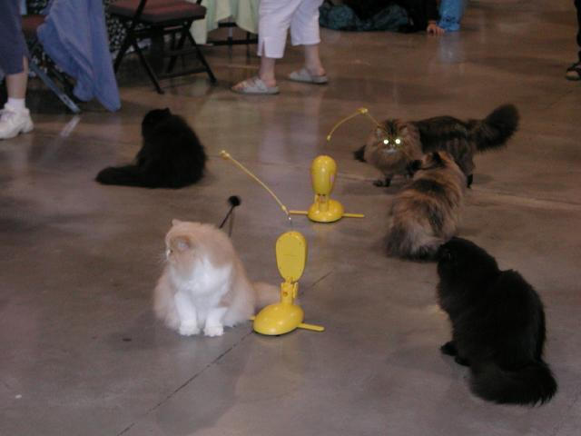 Austin Cat Fanciers 2003 show