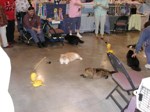Austin Cat Fanciers 2003 show