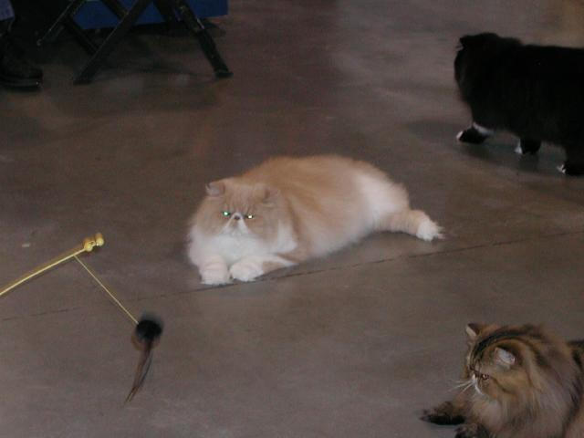 Austin Cat Fanciers 2003 show