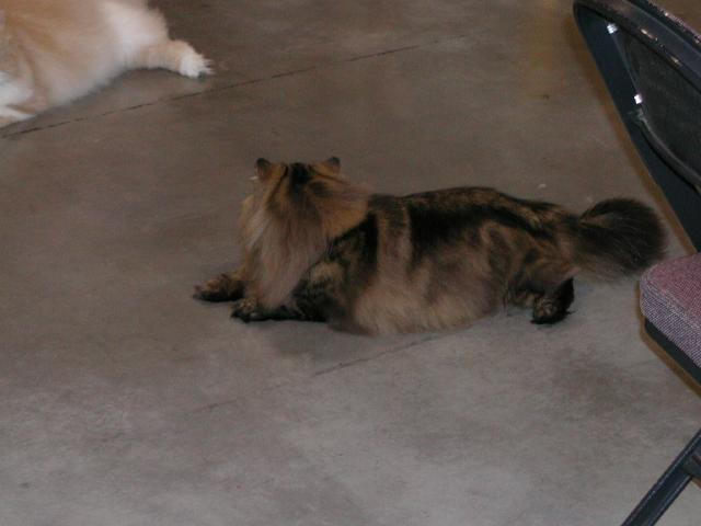 Austin Cat Fanciers 2003 show