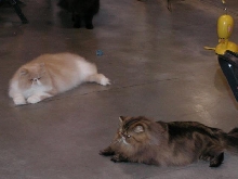 Austin Cat Fanciers 2003 show