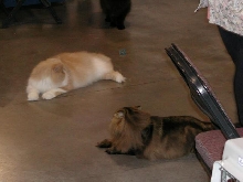 Austin Cat Fanciers 2003 show