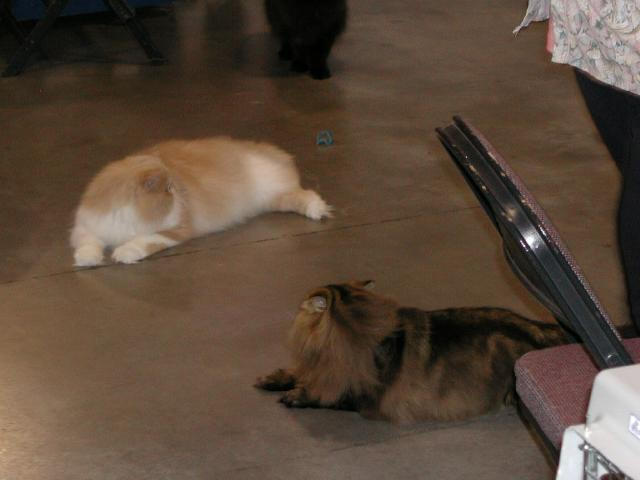 Austin Cat Fanciers 2003 show