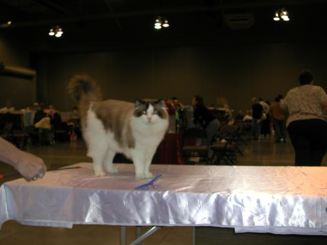 Austin Cat Fanciers 2003 show