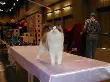 Austin Cat Fanciers 2003 show