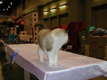 Austin Cat Fanciers 2003 show