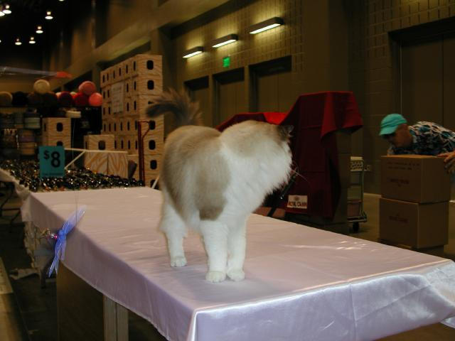 Austin Cat Fanciers 2003 show