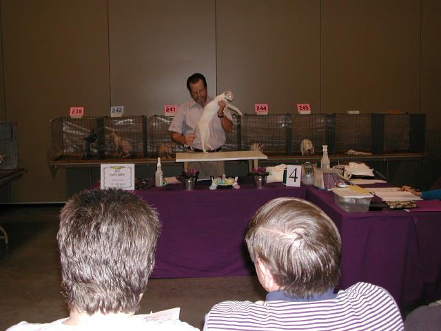 Austin Cat Fanciers 2003 show