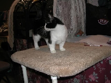 Austin Cat Fanciers 2003 show