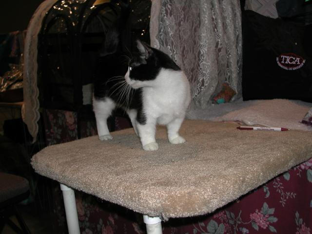 Austin Cat Fanciers 2003 show