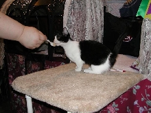Austin Cat Fanciers 2003 show