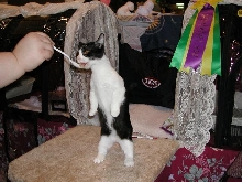 Austin Cat Fanciers 2003 show