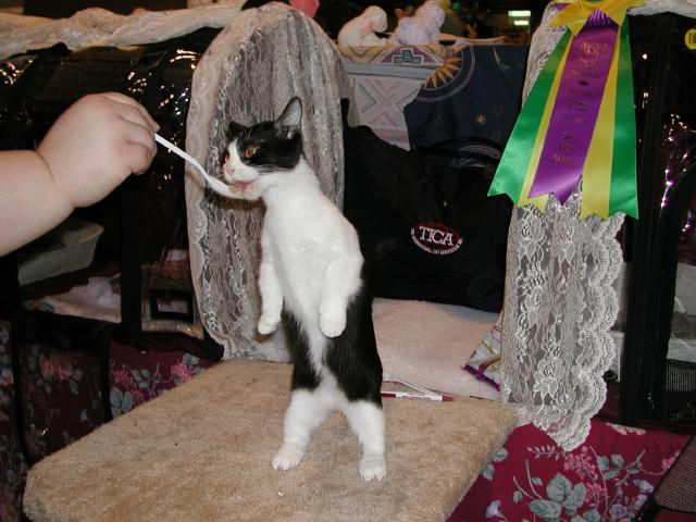 Austin Cat Fanciers 2003 show