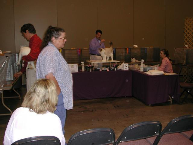 Austin Cat Fanciers 2003 show