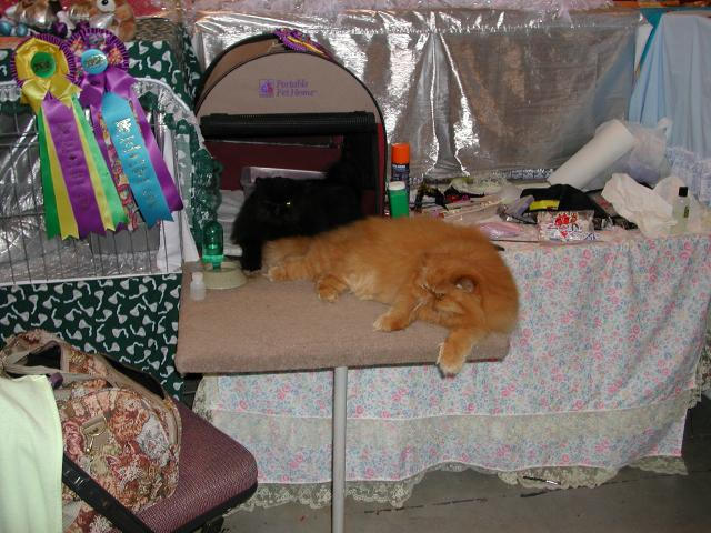 Austin Cat Fanciers 2003 show