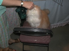 Austin Cat Fanciers 2003 show