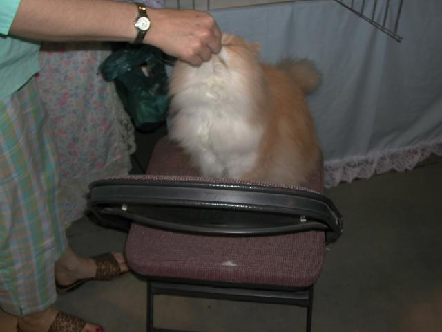 Austin Cat Fanciers 2003 show
