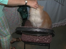 Austin Cat Fanciers 2003 show