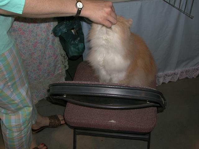 Austin Cat Fanciers 2003 show