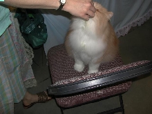 Austin Cat Fanciers 2003 show