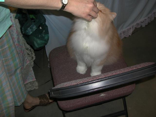 Austin Cat Fanciers 2003 show