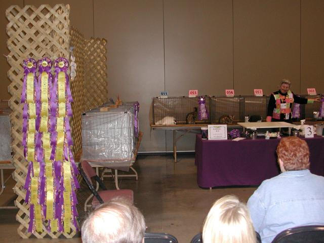 Austin Cat Fanciers 2003 show