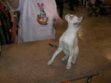 Austin Cat Fanciers 2003 show