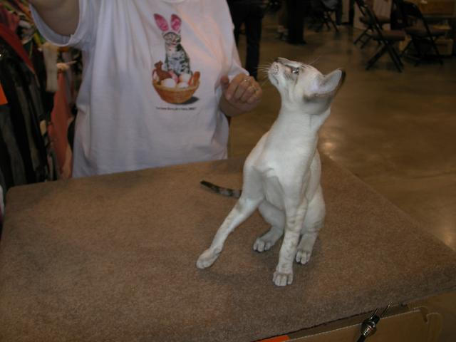 Austin Cat Fanciers 2003 show