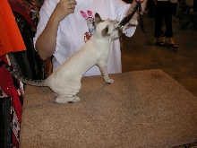 Austin Cat Fanciers 2003 show