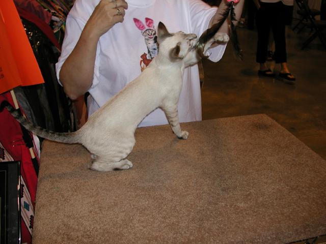Austin Cat Fanciers 2003 show