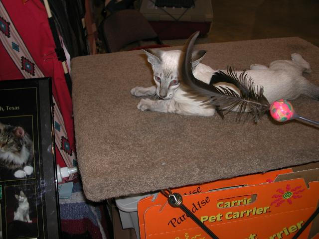 Austin Cat Fanciers 2003 show