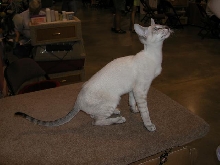 Austin Cat Fanciers 2003 show