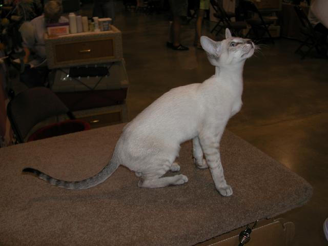 Austin Cat Fanciers 2003 show