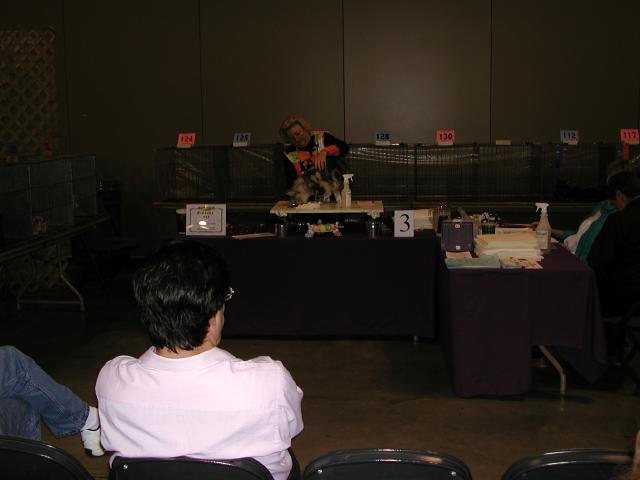 Austin Cat Fanciers 2003 show
