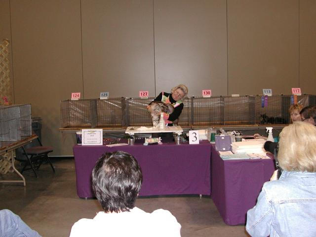 Austin Cat Fanciers 2003 show