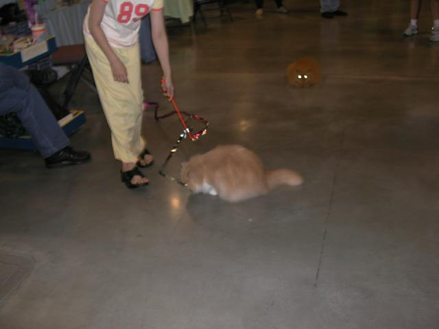 Austin Cat Fanciers 2003 show